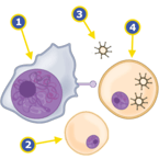 NK Cell Meets Virus